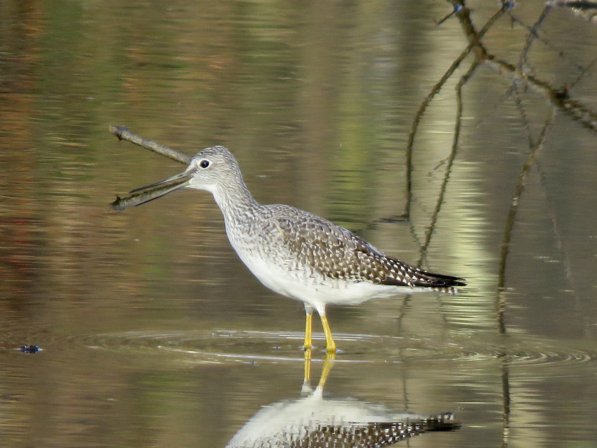 Greater Yellowlegs - ML611000695