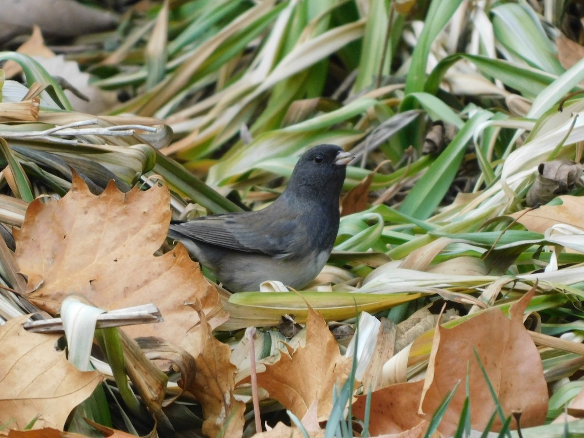 Dark-eyed Junco - ML611000806