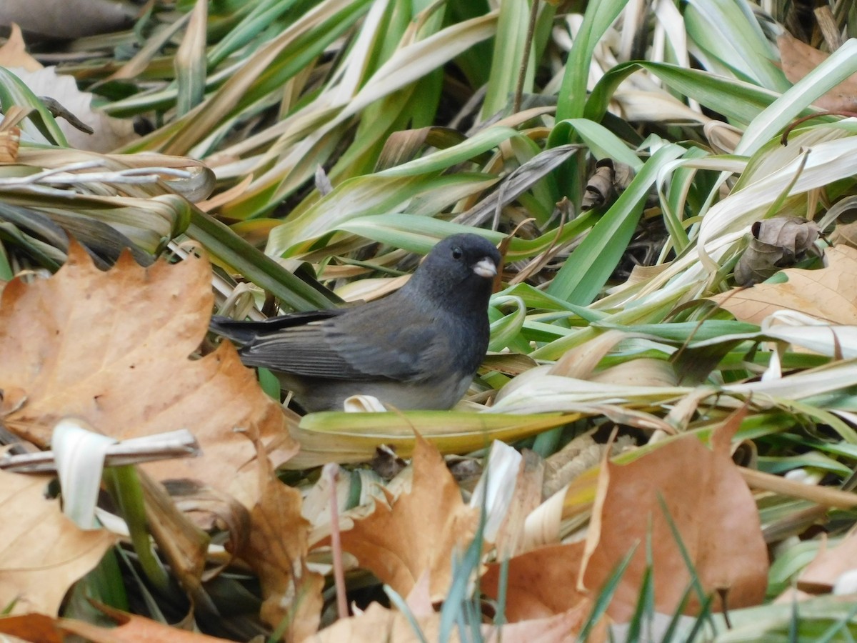 Dark-eyed Junco - ML611000807