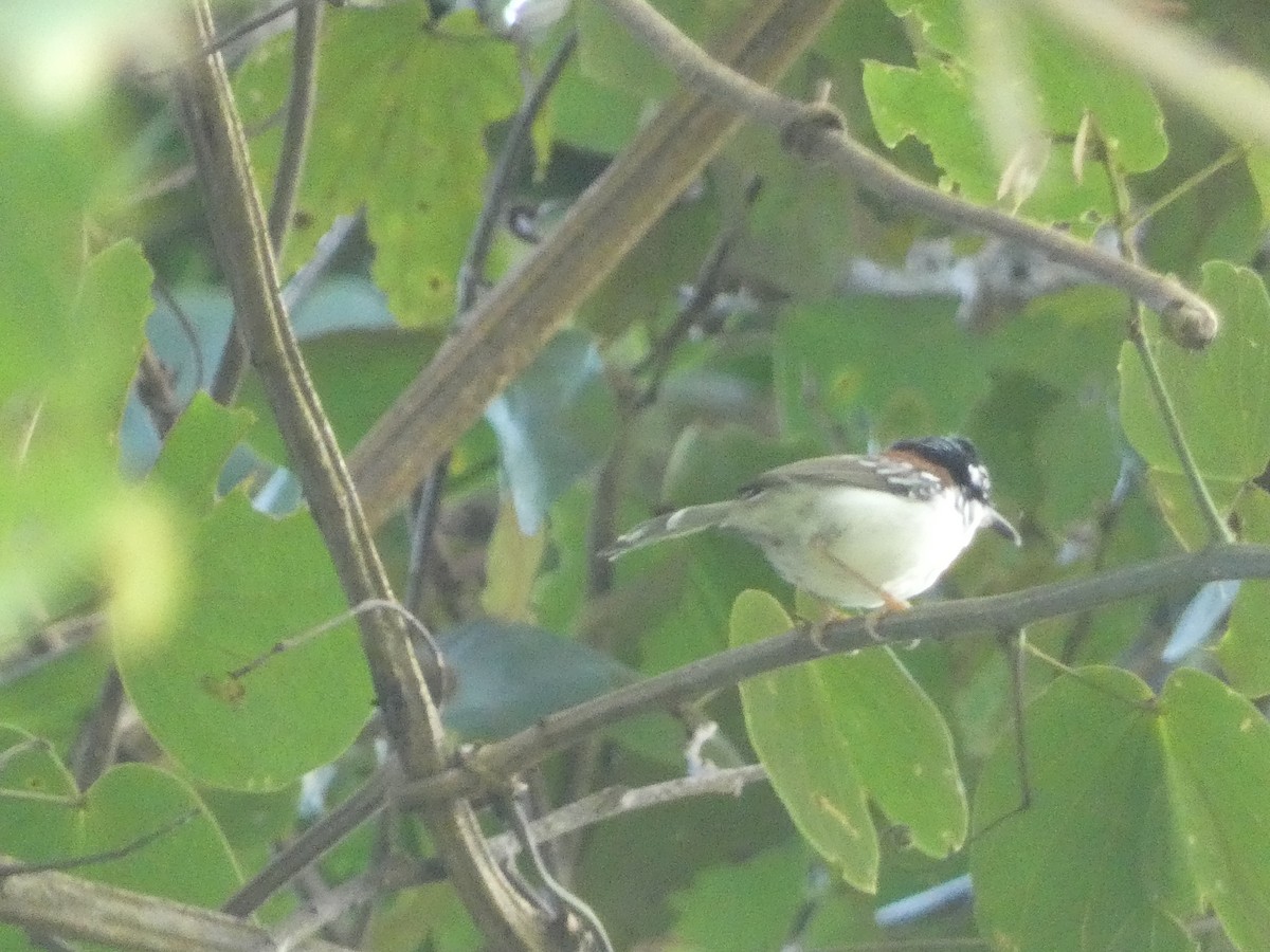 Wallace's Fairywren - ML611000883