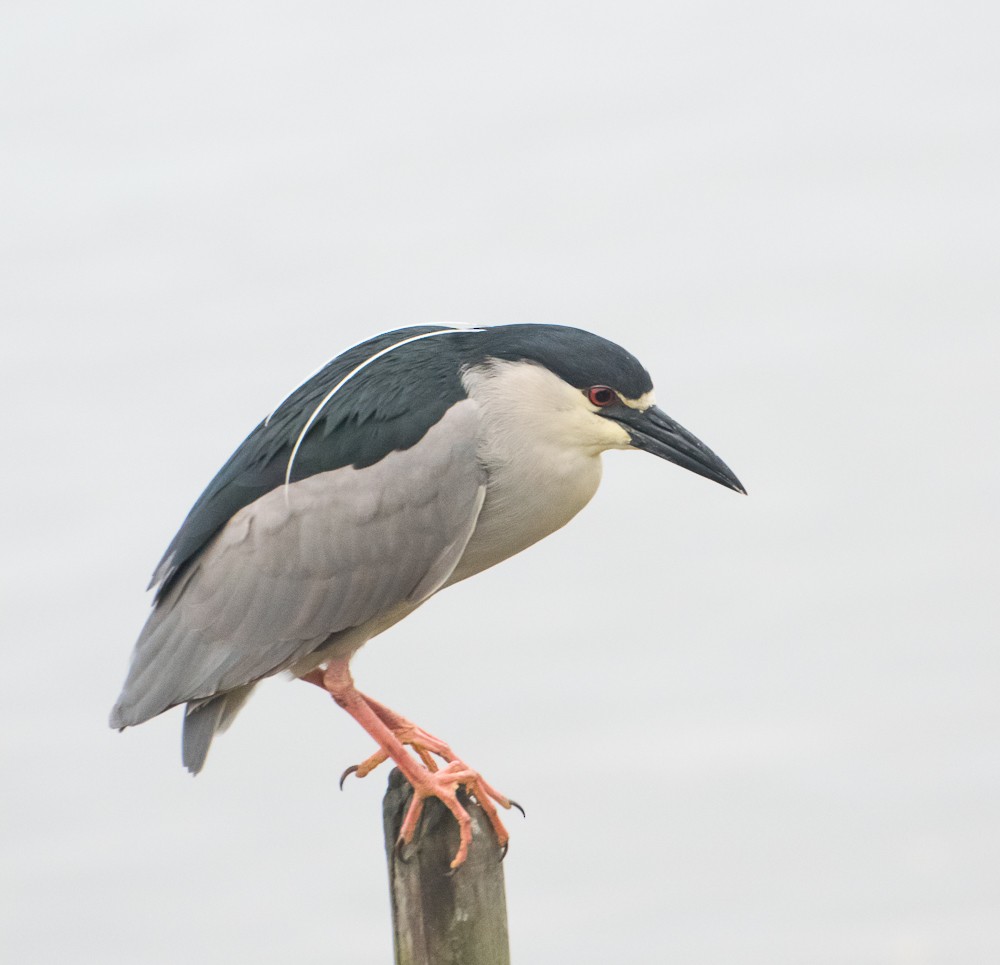 Black-crowned Night Heron - ML611000919