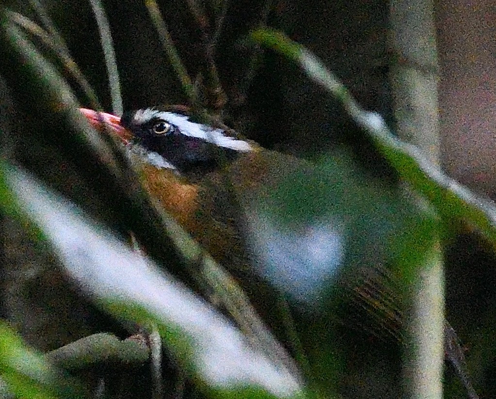 Black-crowned/Brown-crowned Scimitar-Babbler - ML611000934