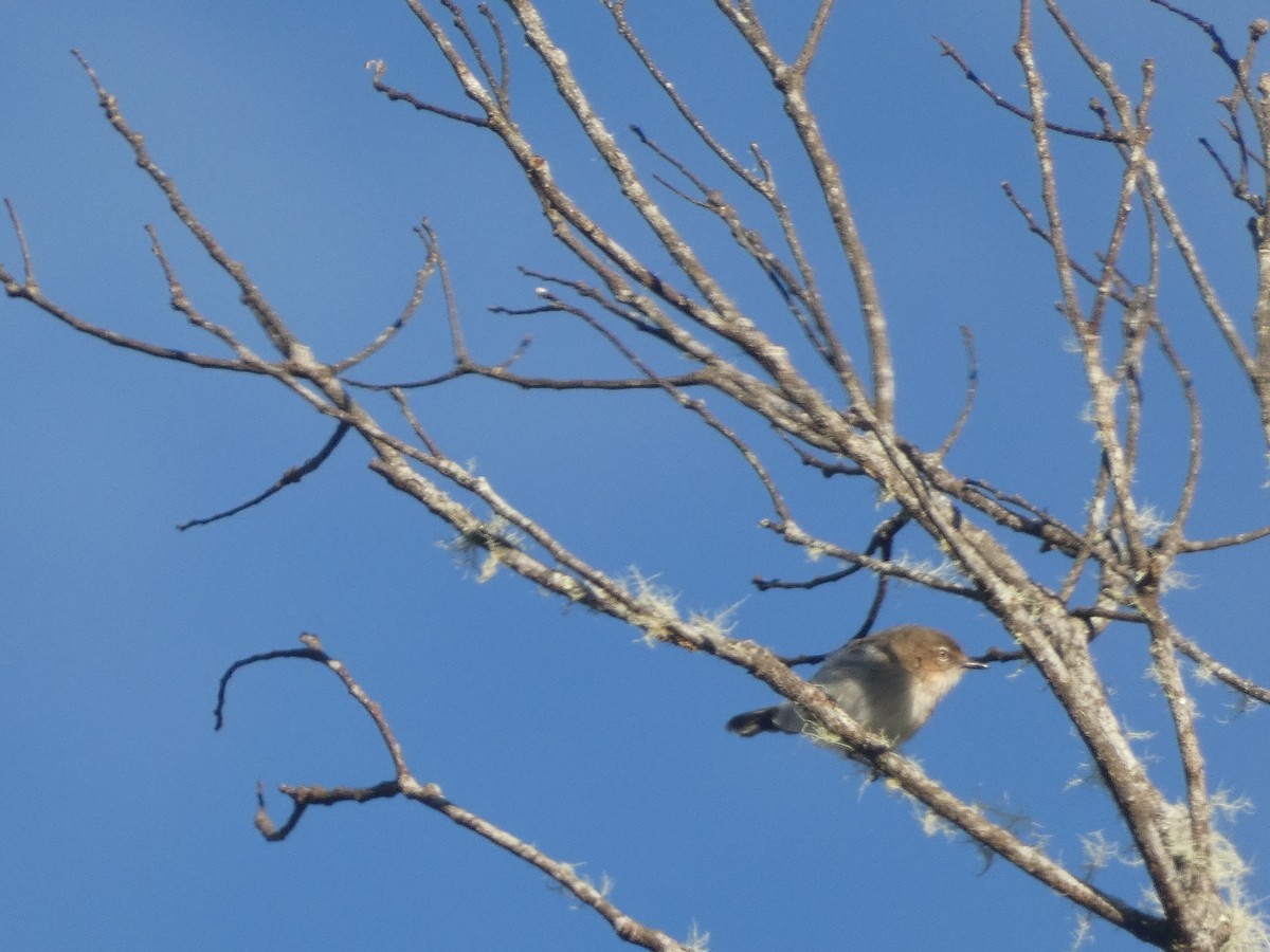 Gray Thornbill - ML611000946