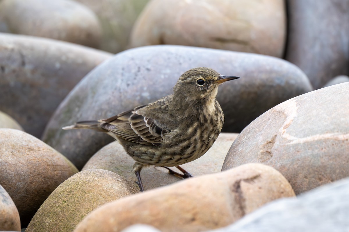 Rock Pipit - Holger Köhler