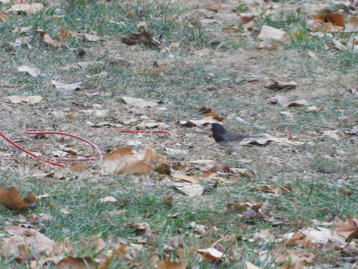 Dark-eyed Junco (cismontanus) - ML611001037