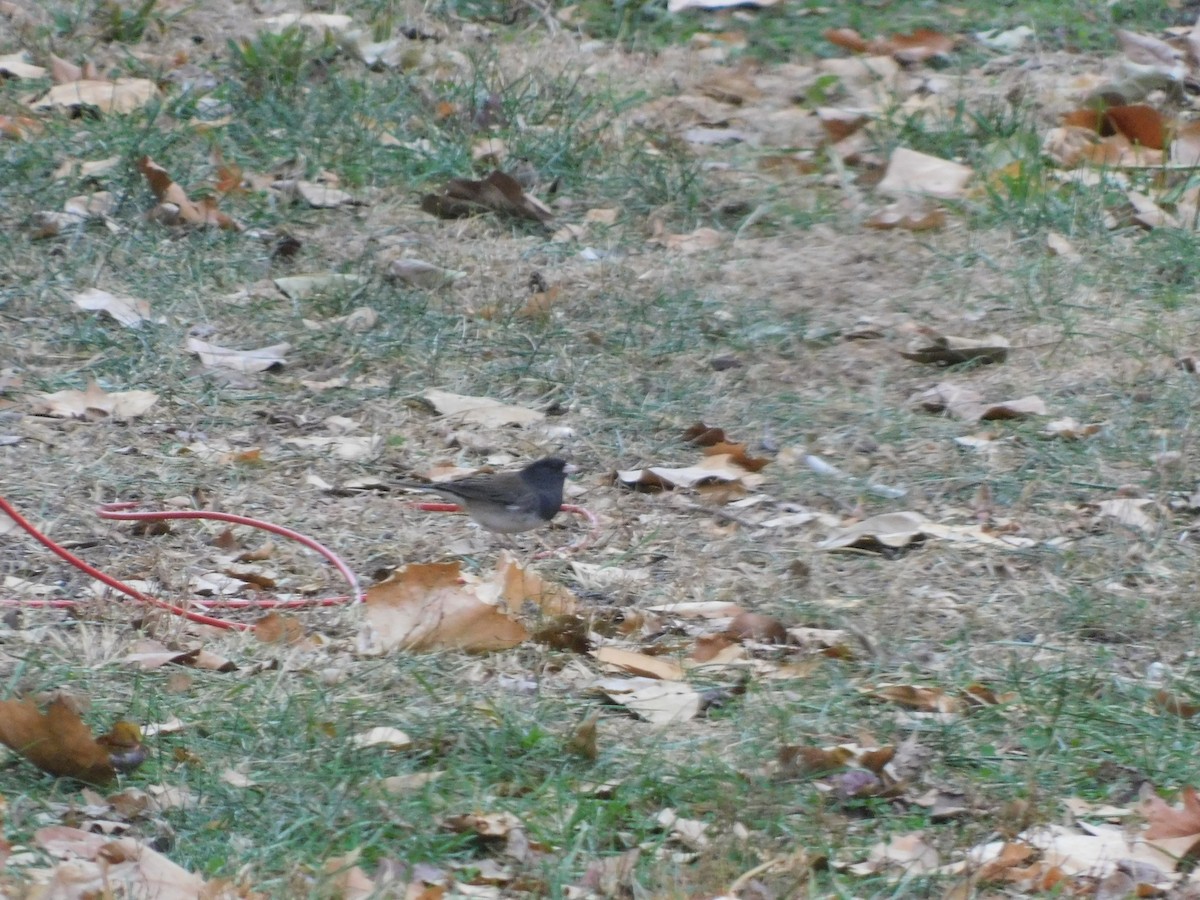 Dark-eyed Junco (cismontanus) - ML611001038