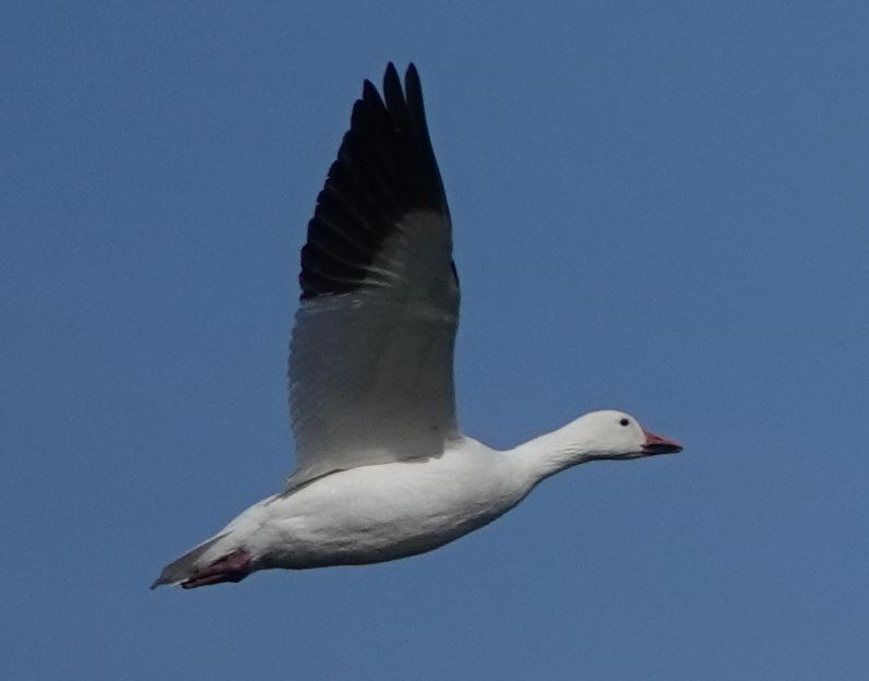 אווז שלג - ML611001054