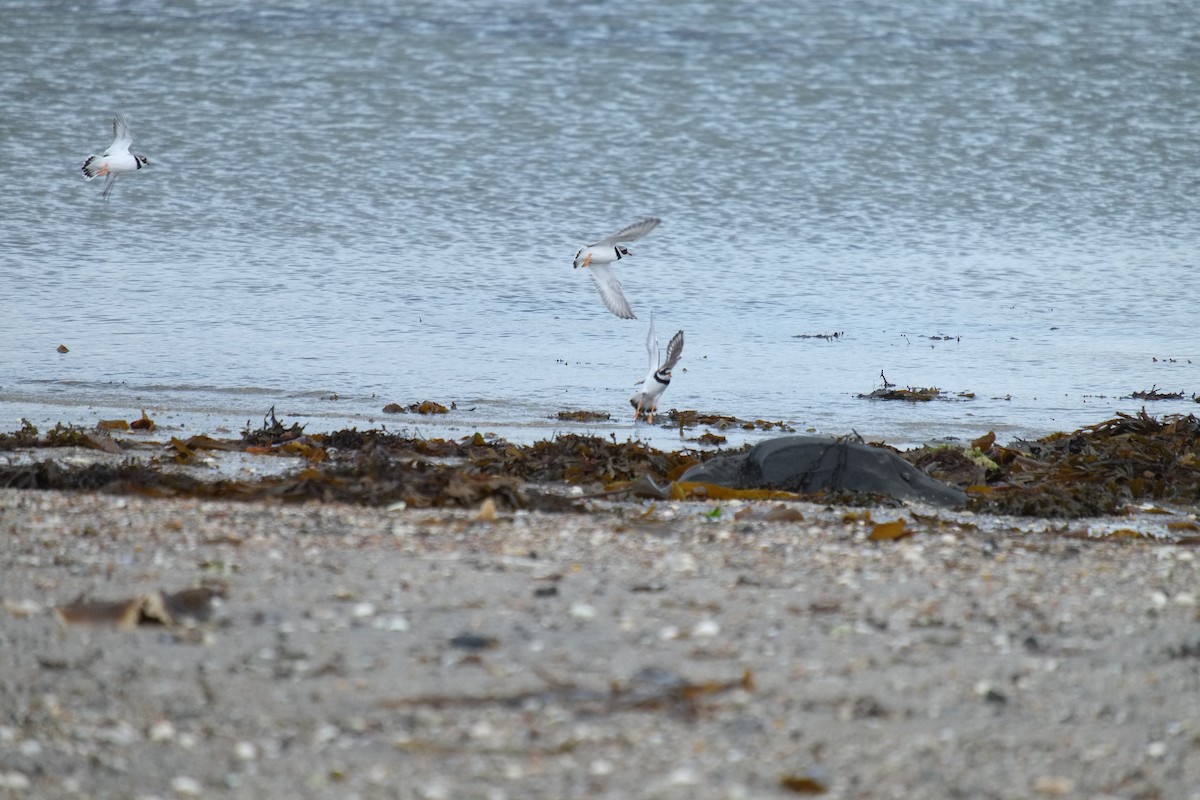 Common Ringed Plover - ML611001149