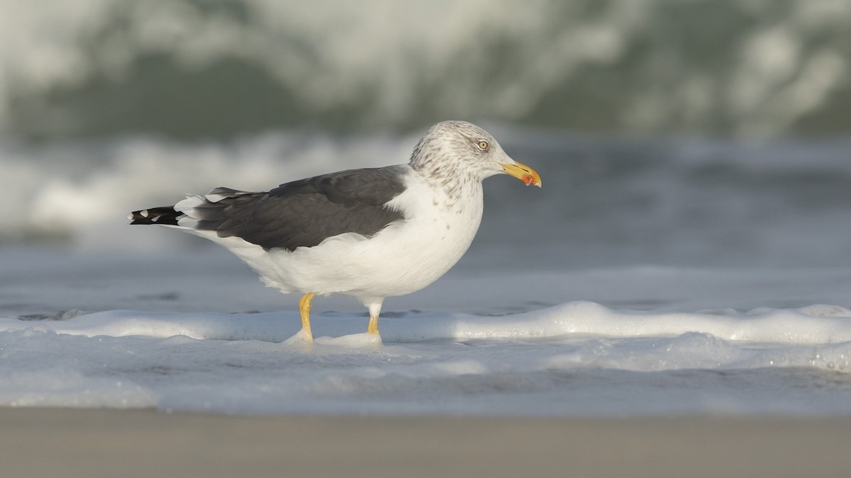 Gaviota Argéntea - ML611001304