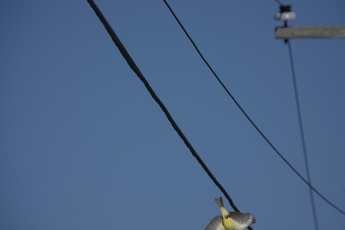 Tropical Kingbird - ML611001320