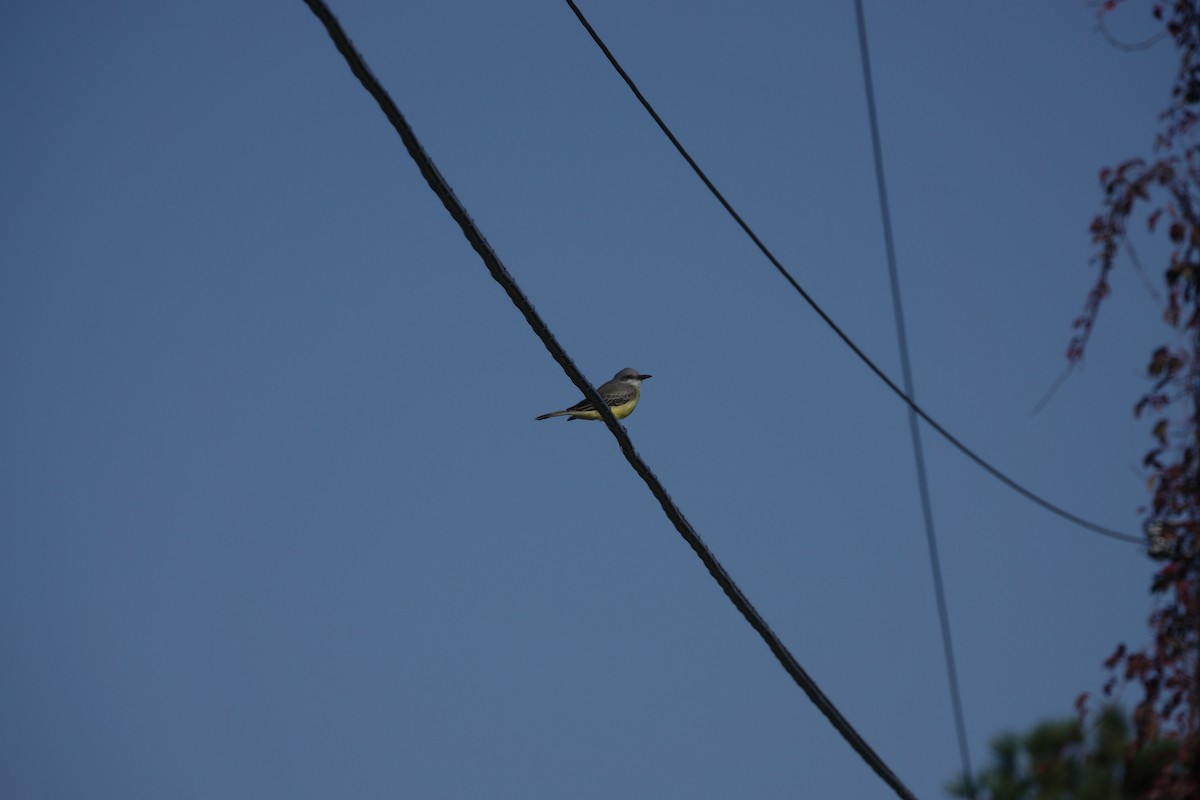 Tropical Kingbird - ML611001321