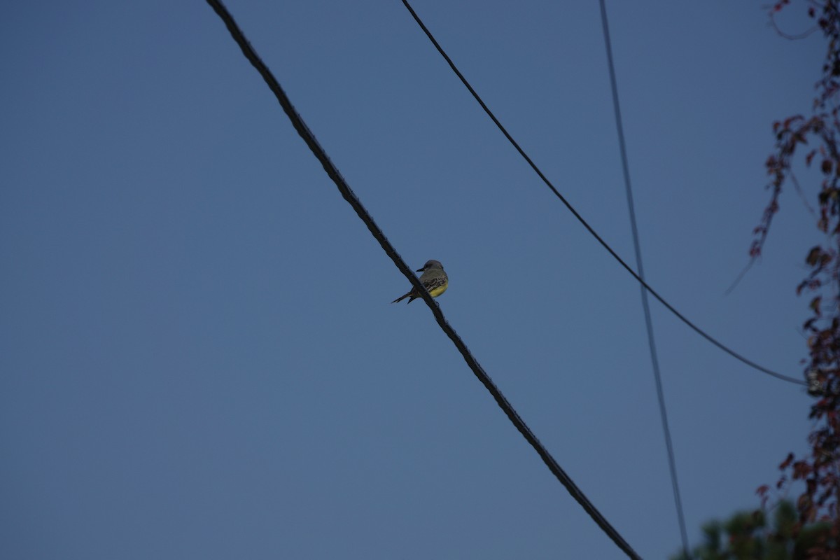 Tropical Kingbird - ML611001322