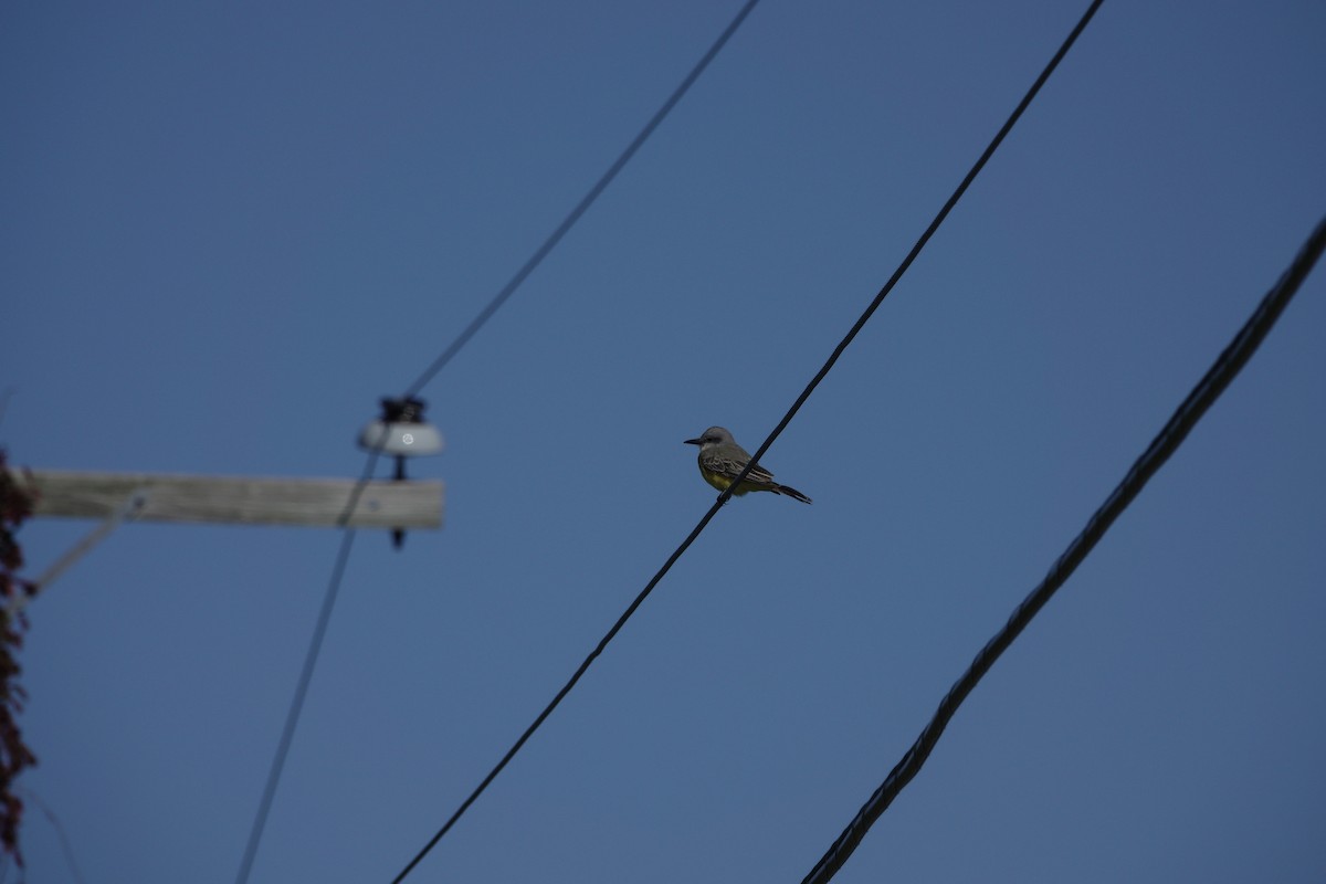 Tropical Kingbird - ML611001358