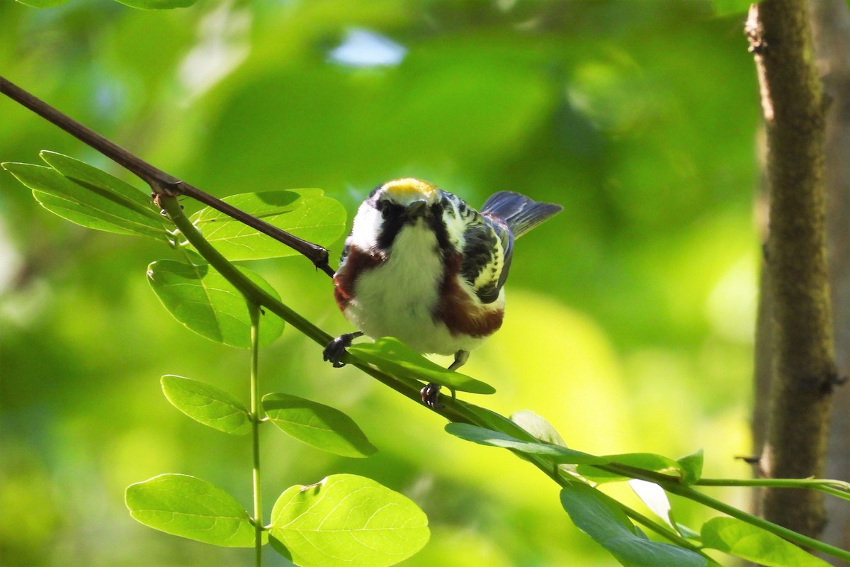 Chestnut-sided Warbler - S. K.  Jones