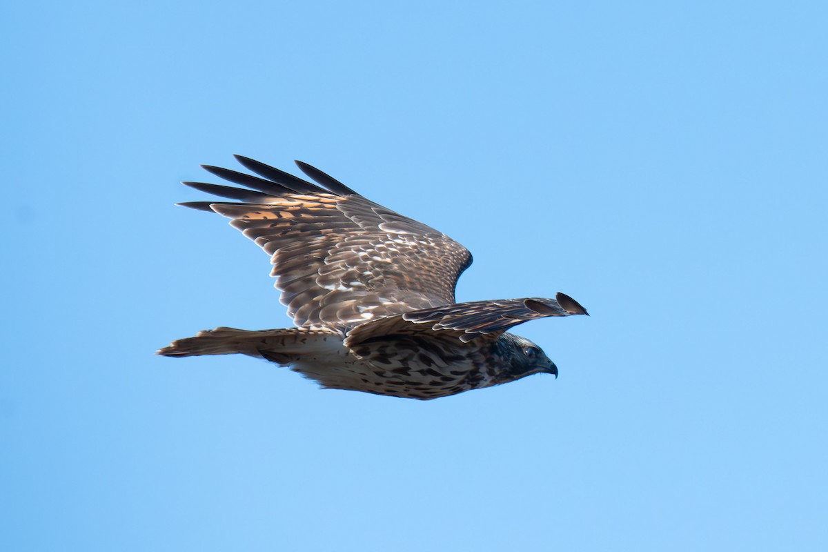 Red-shouldered Hawk - ML611001579