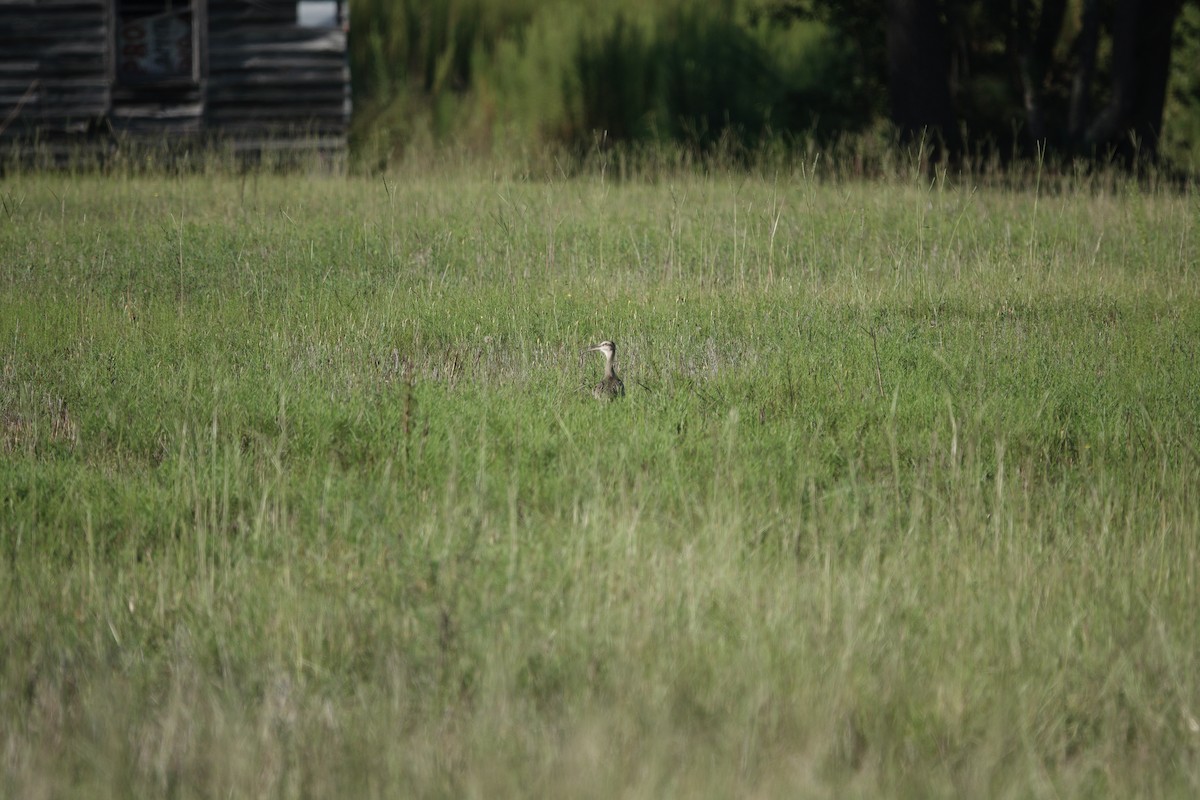 Whimbrel - David Schroder