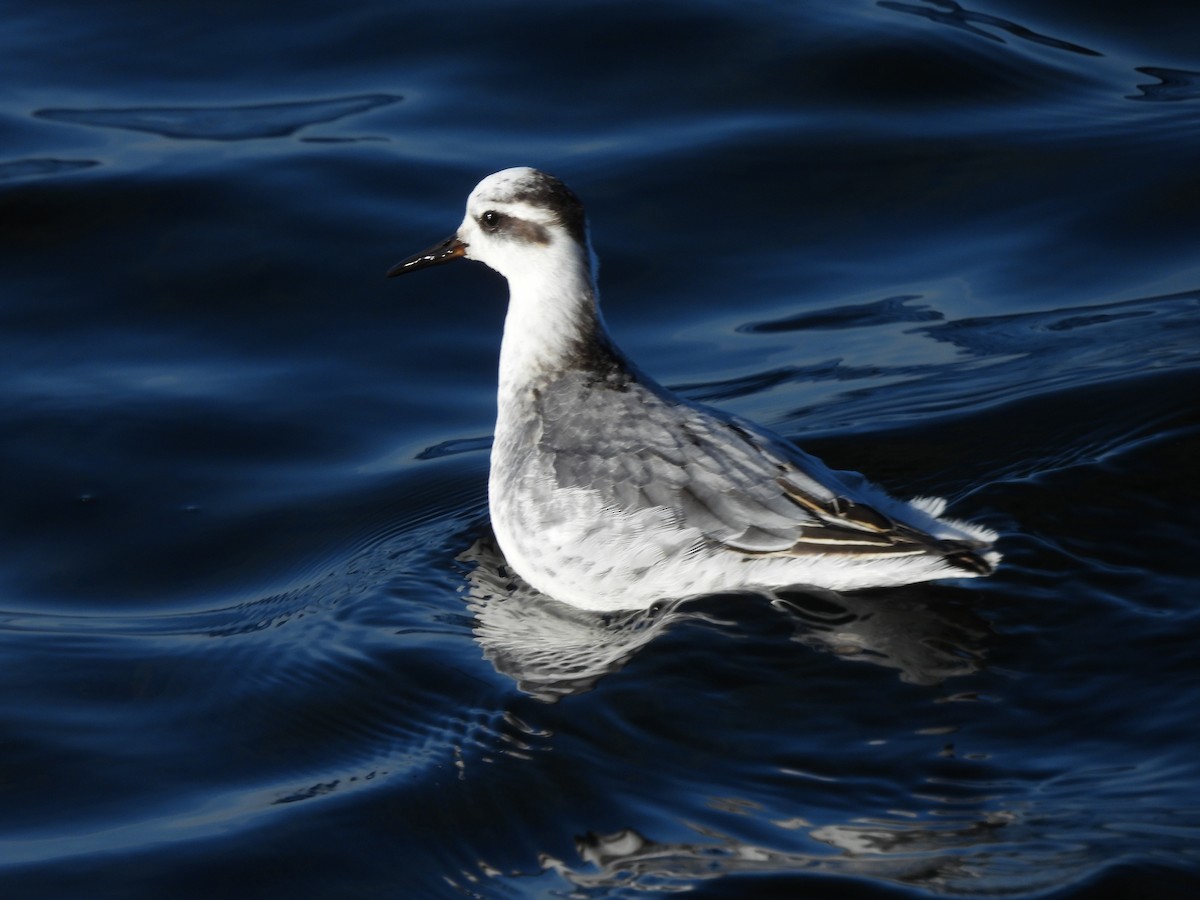 Phalarope à bec large - ML611001721