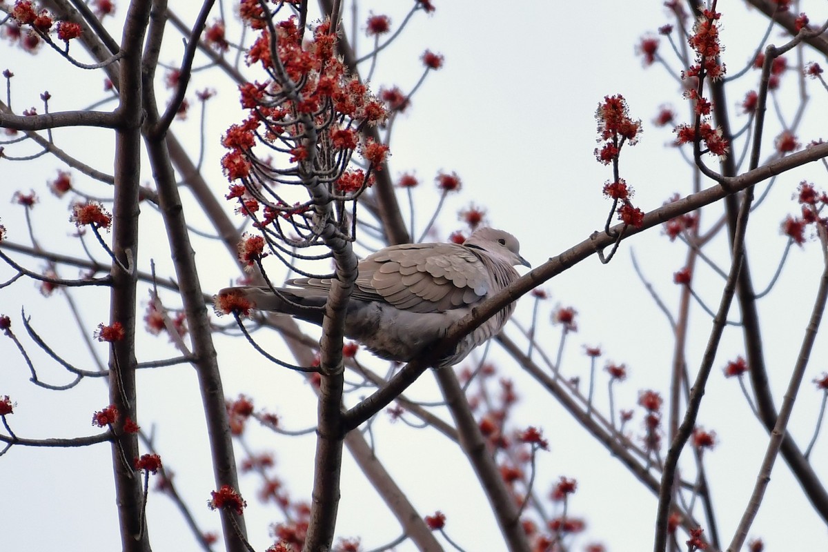 Eurasian Collared-Dove - Andy Nguyen