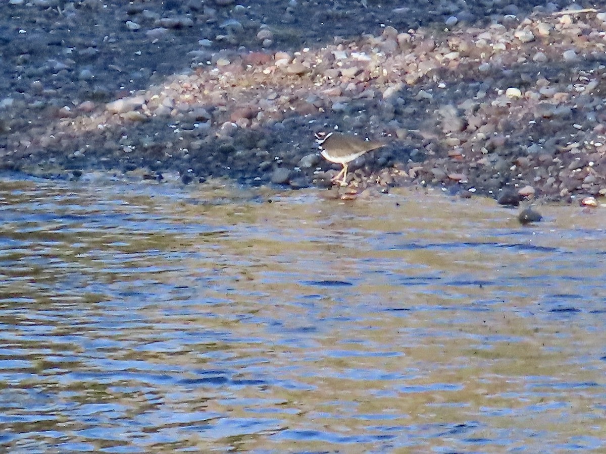 Killdeer - ML611001792