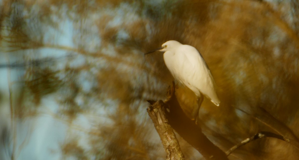 Little Egret - ML611001793