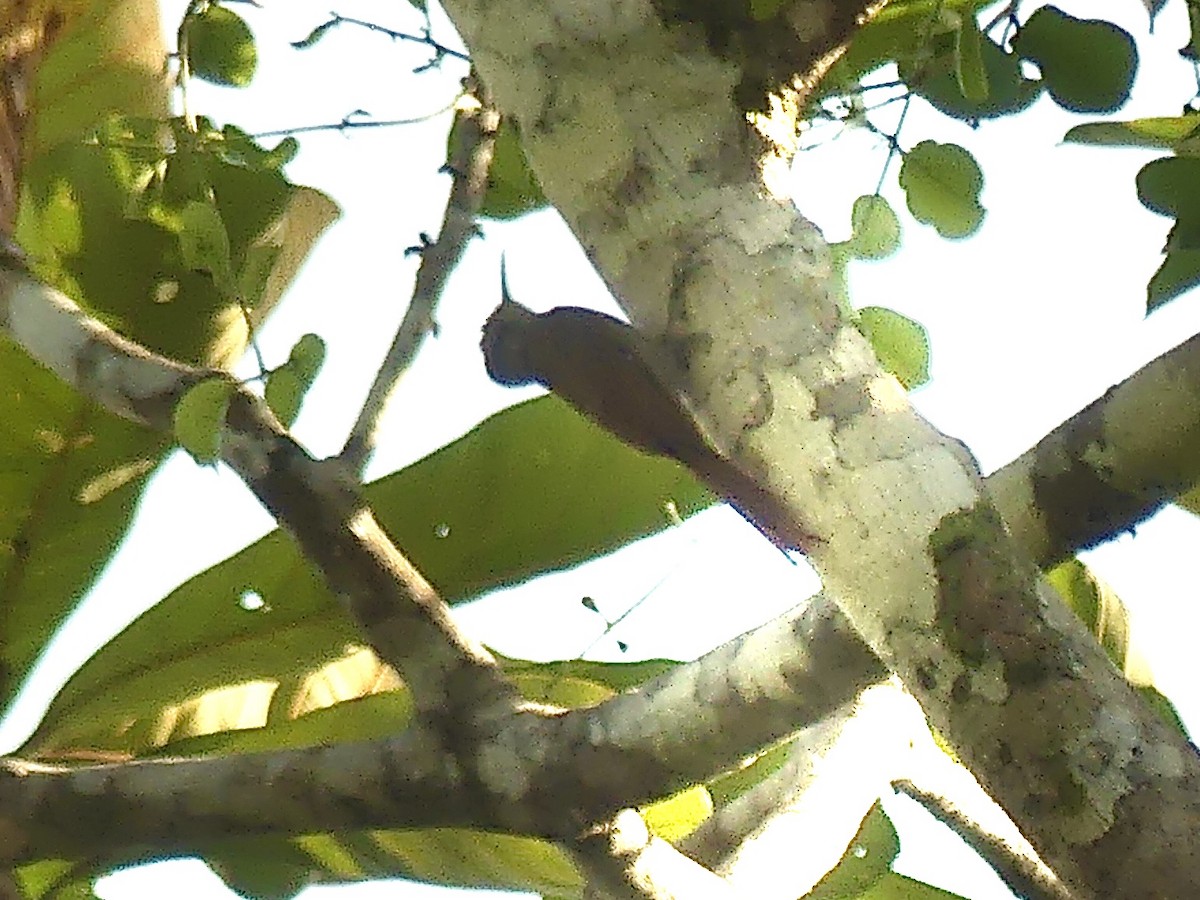 Guianan Woodcreeper - ML611001840