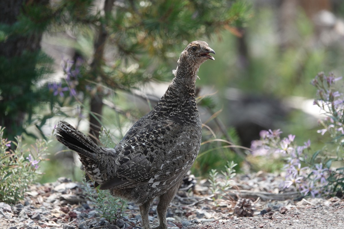 Sooty Grouse - ML611001910