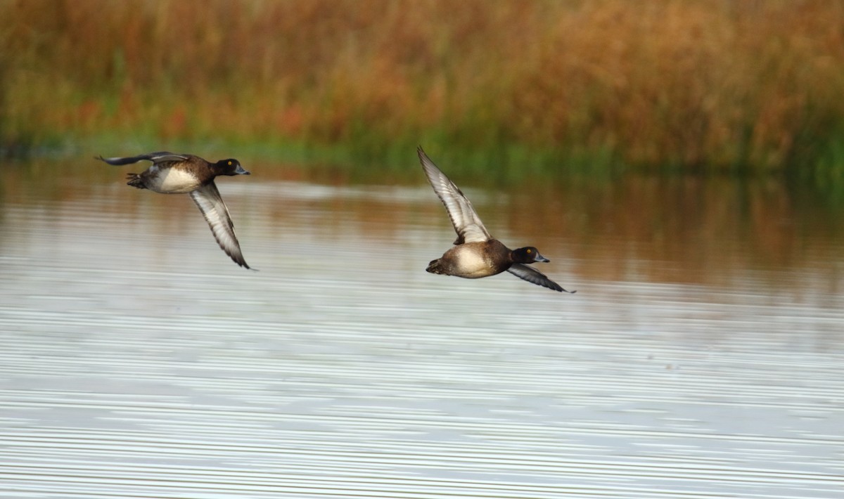 Tufted Duck - ML611001946