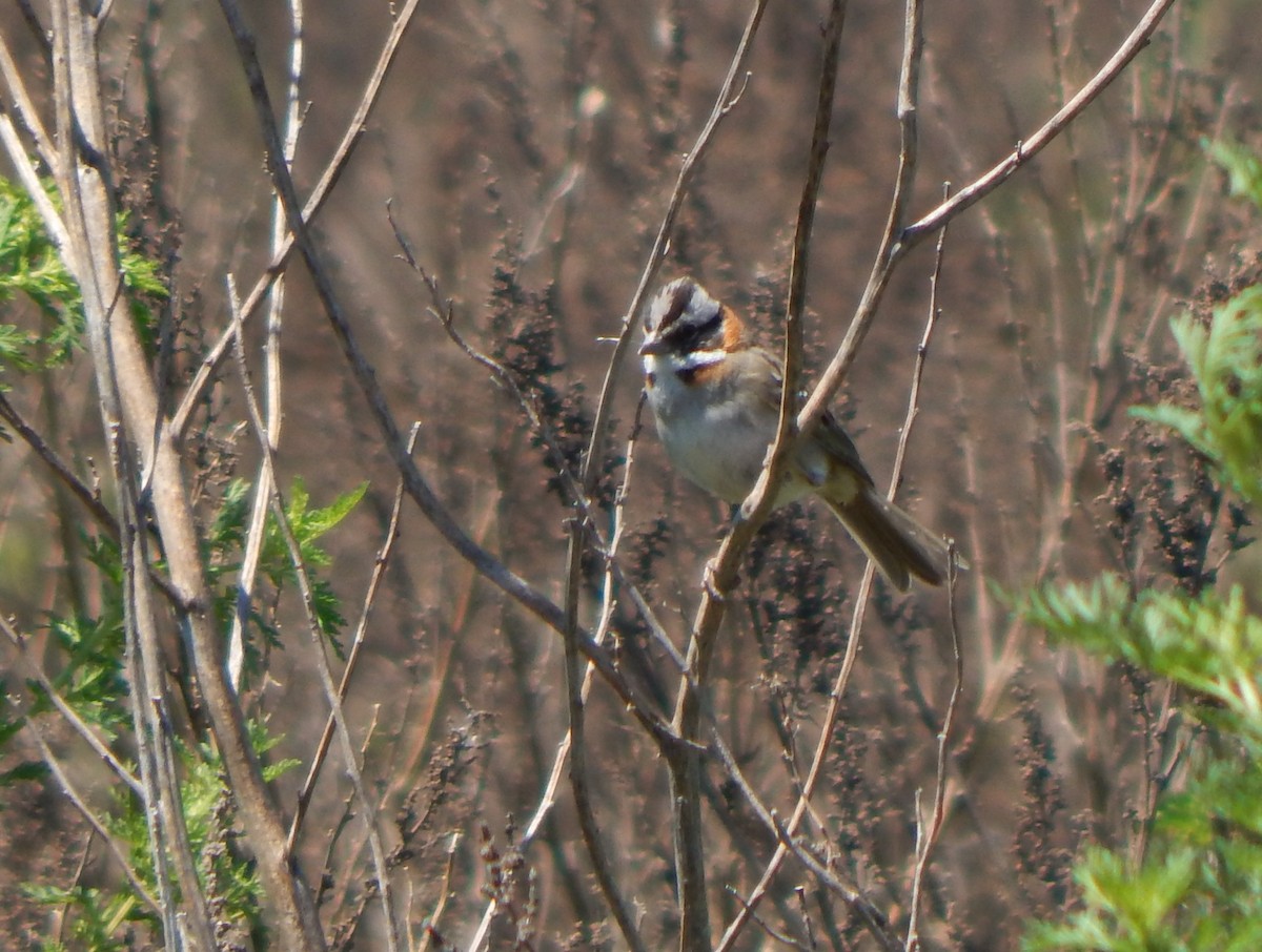 Rufous-collared Sparrow - ML611002101