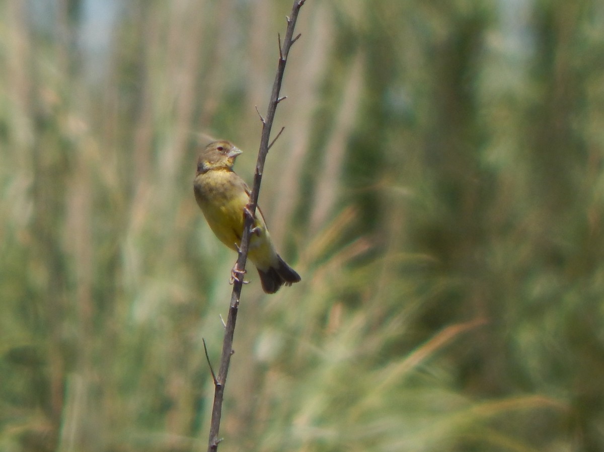 Grassland Yellow-Finch - ML611002114