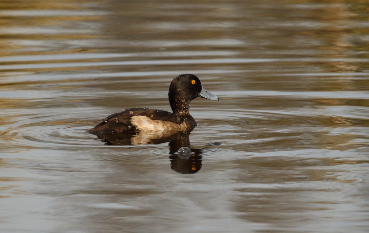 鳳頭潛鴨 - ML611002120