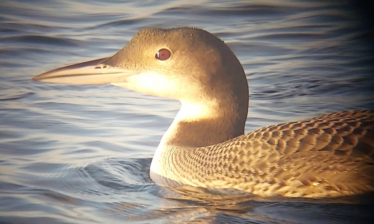 Common Loon - ML611002154