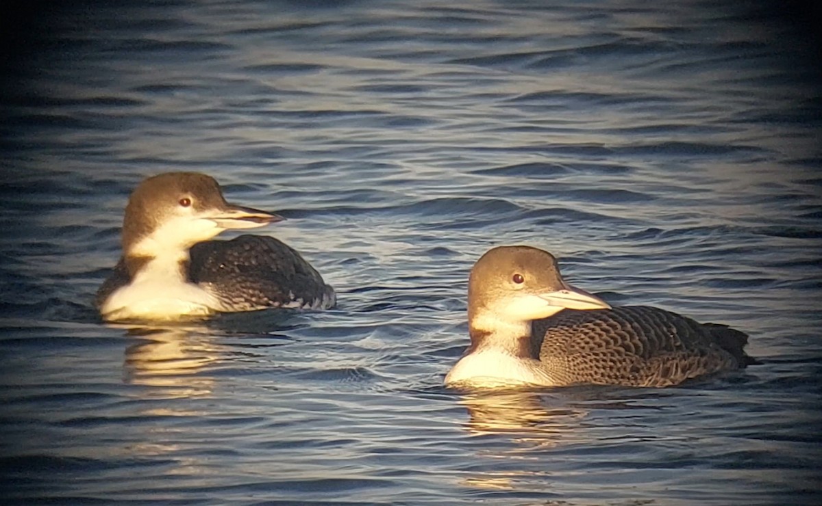 Common Loon - Liam Huber