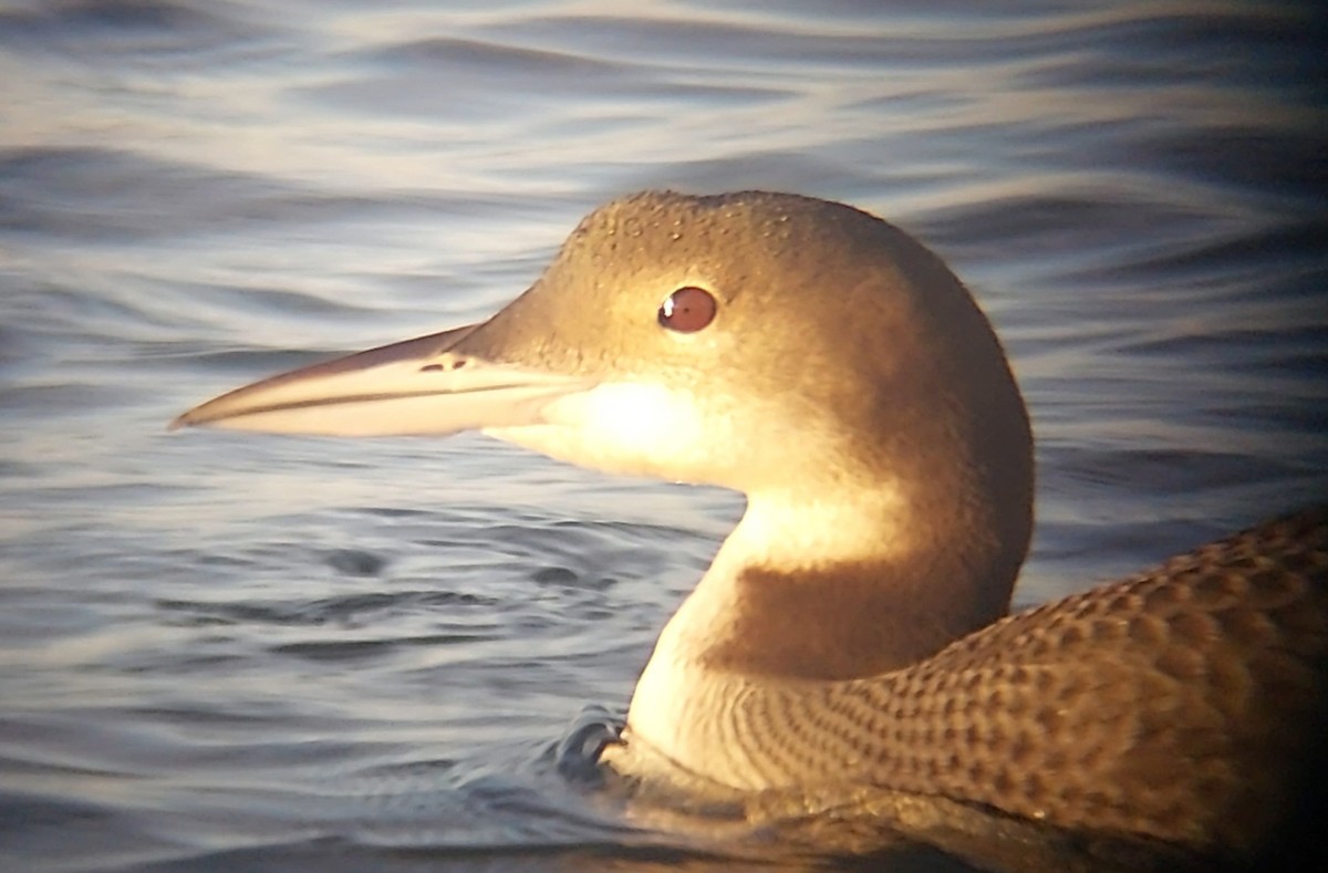 Plongeon huard - ML611002158