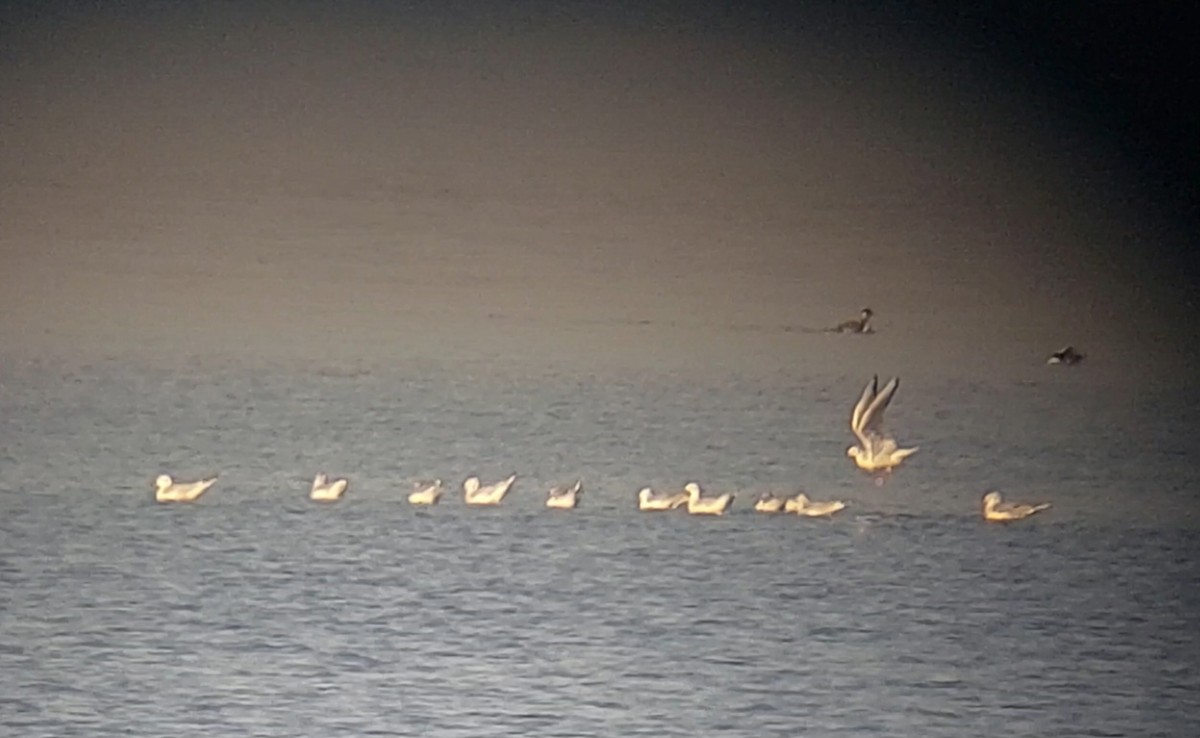 Mouette de Bonaparte - ML611002171