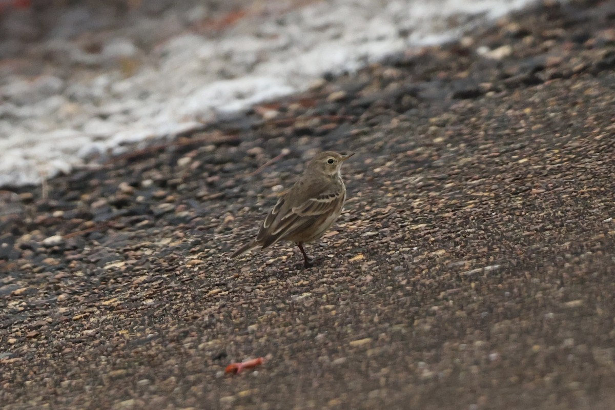 Pipit d'Amérique - ML611002270