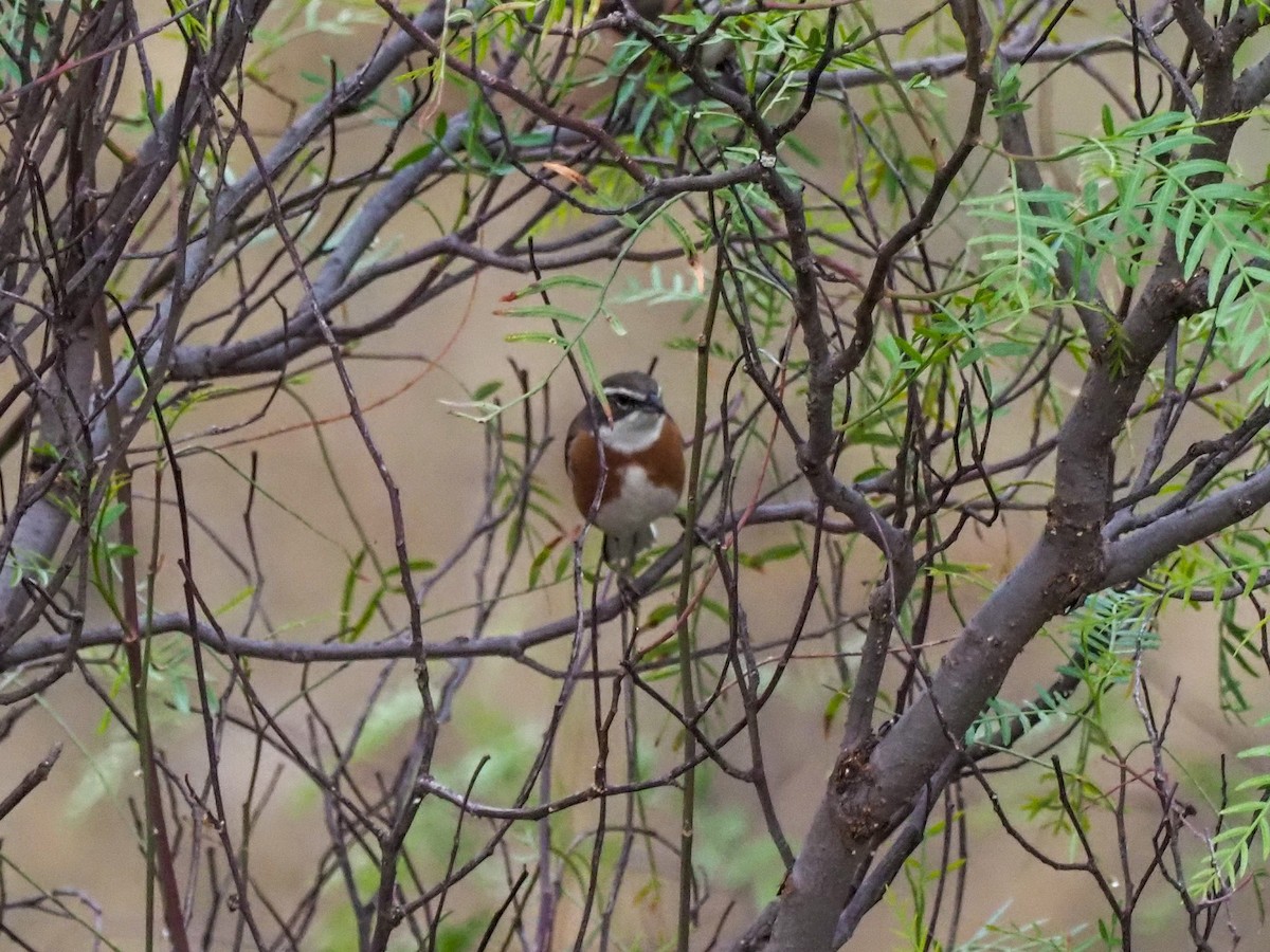 Bolivian Warbling Finch - ML611002275