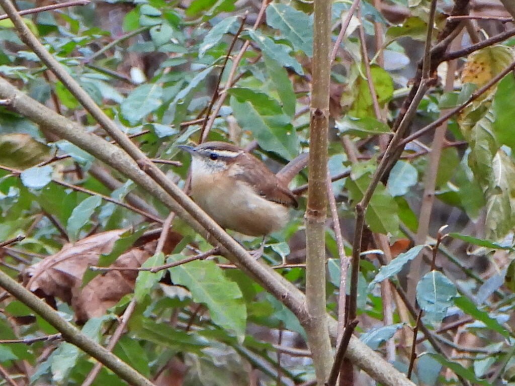 Carolina Wren - ML611002280