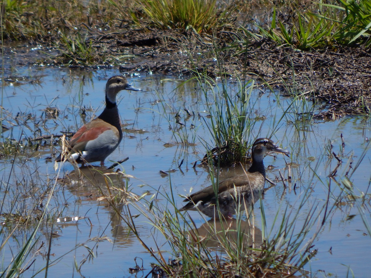 Ringed Teal - ML611002308