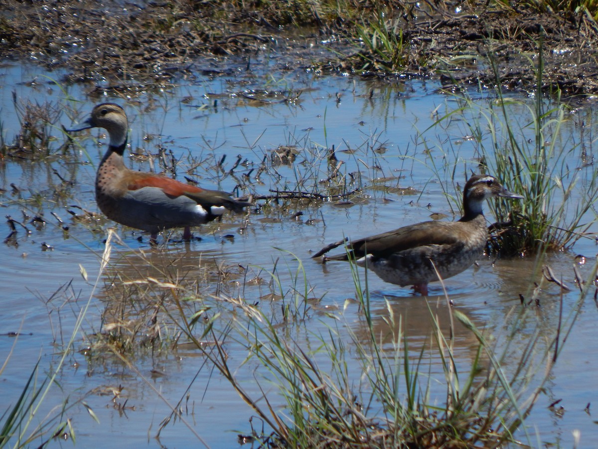 Ringed Teal - ML611002309