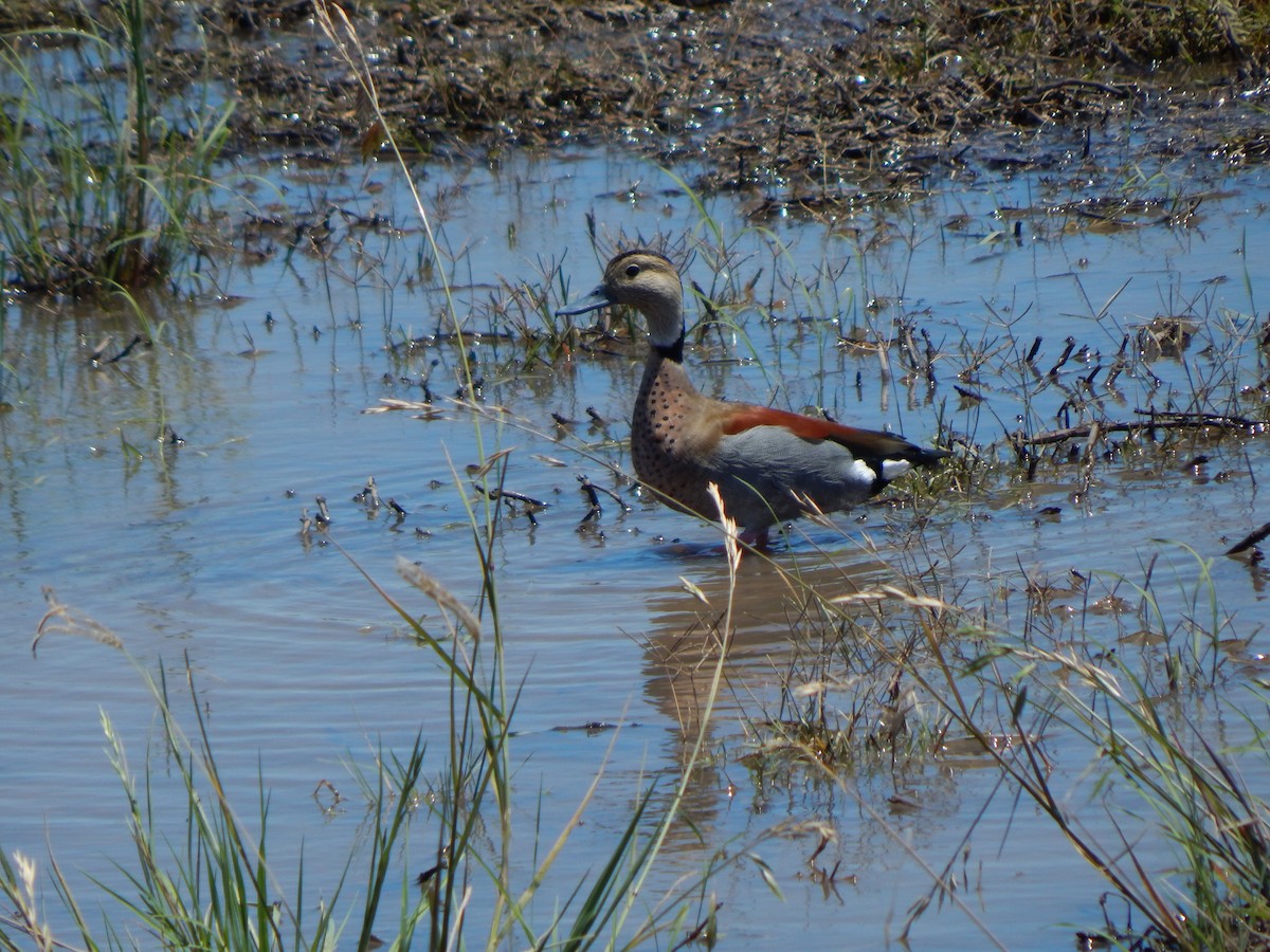 Ringed Teal - ML611002310