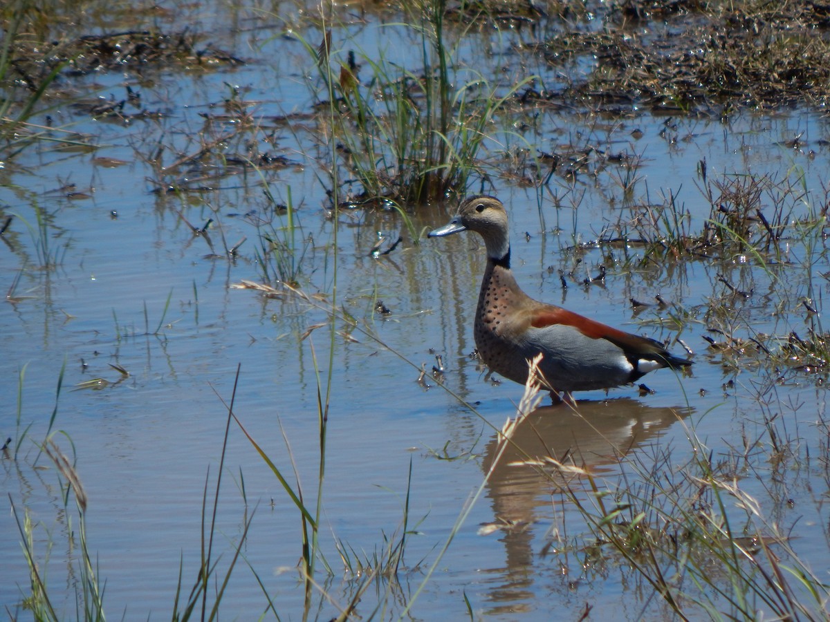 Ringed Teal - ML611002311