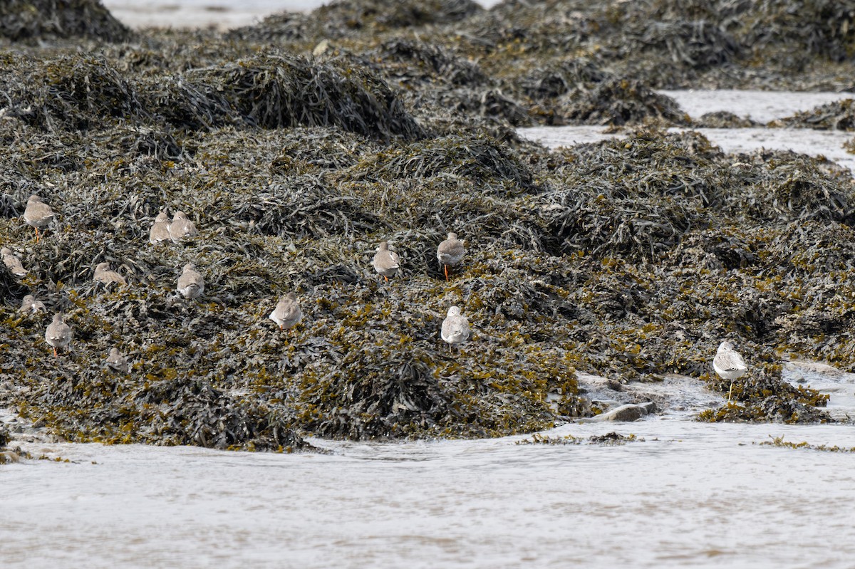 Common Greenshank - ML611002380