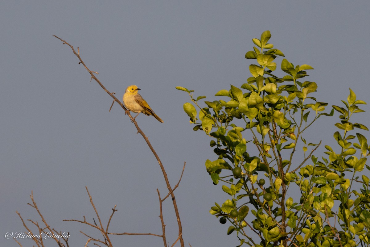 White-plumed Honeyeater - ML611002493