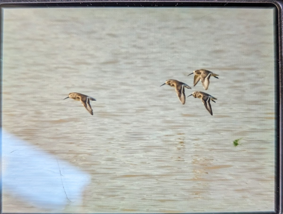 Dunlin - ML611002536