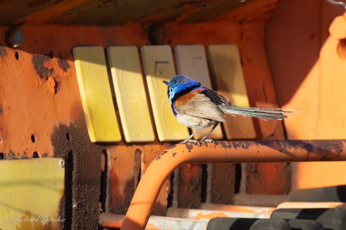 Purple-backed Fairywren - Richard Latuchie