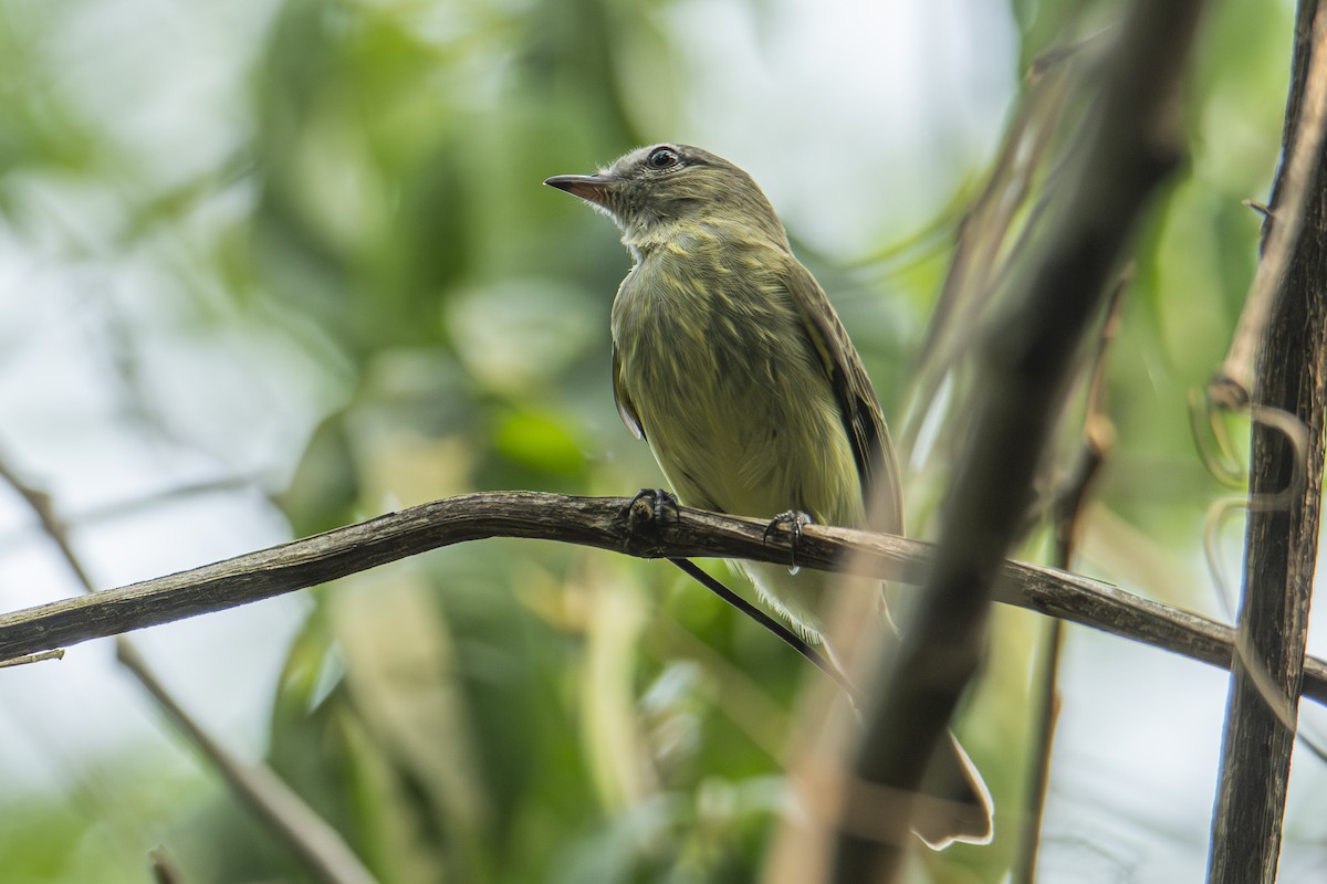 Greenish Tyrannulet - ML611002539