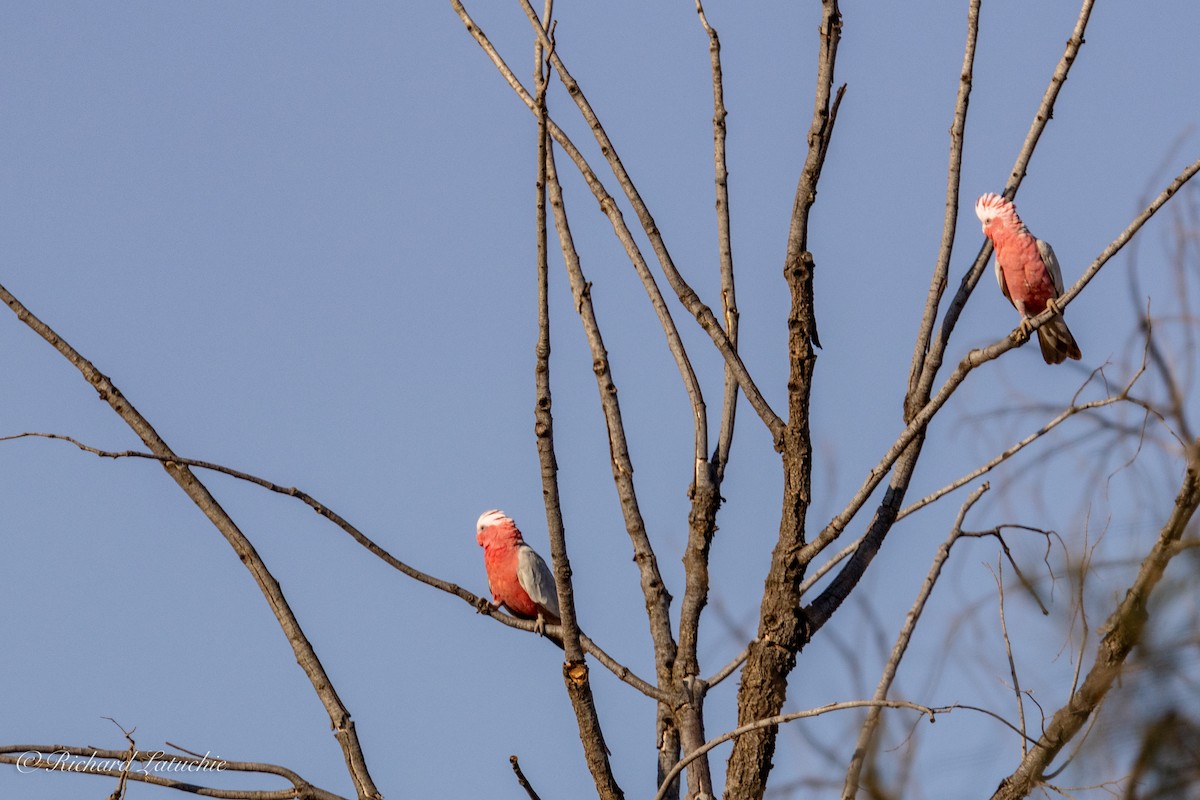 Cacatúa Galah - ML611002541