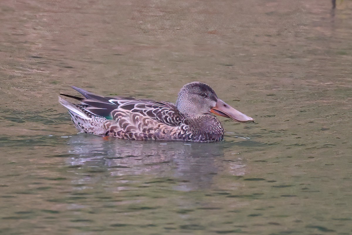 Northern Shoveler - ML611002551
