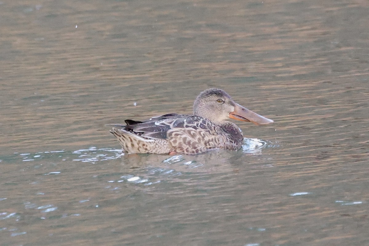 Northern Shoveler - ML611002556
