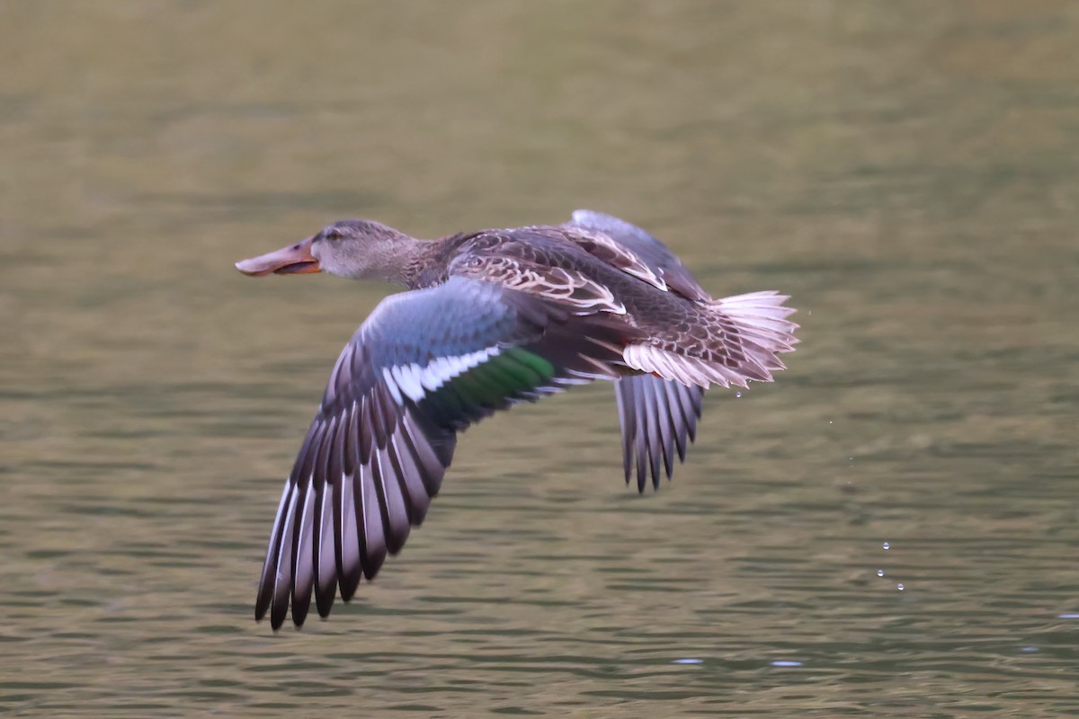 Northern Shoveler - ML611002558